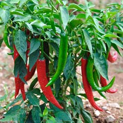 Pimenta de Caiena